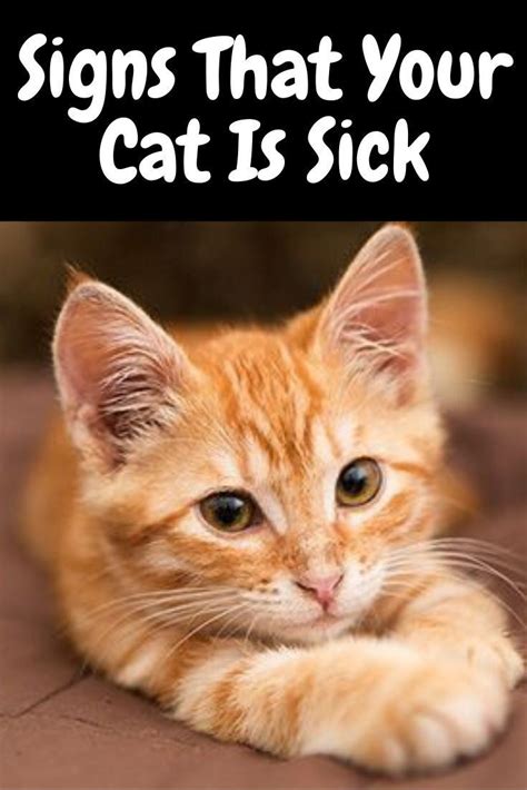 8 WARNING SIGNS OF A SICK CAT in 2020 With images | Sick cat, Cats ...