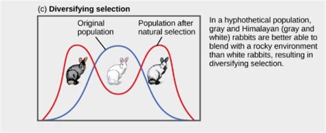 Mechanisms of Natural Selection – BSC109 – Biology I