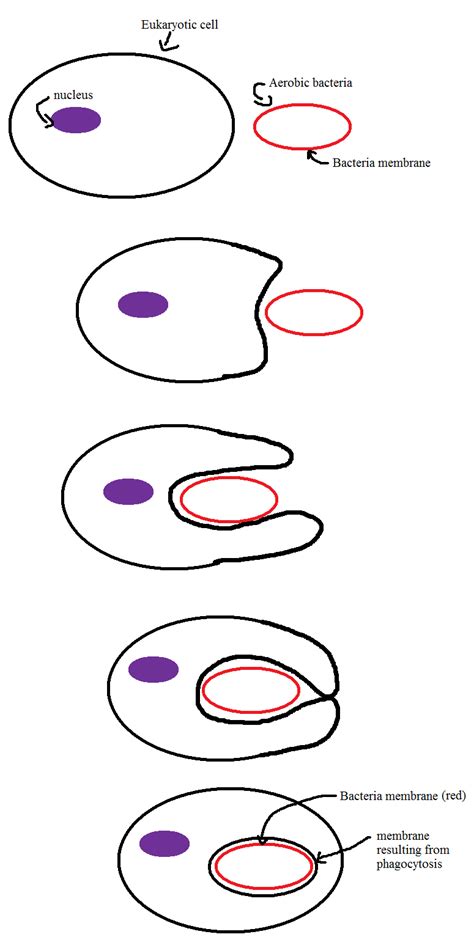 The Vonerdculary: Theory of Endosymbiosis