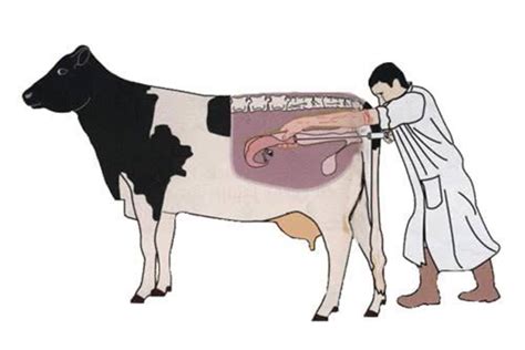 Artificial Insemination - Ruhaanii Milk Producer Company Limited (RMPCL)