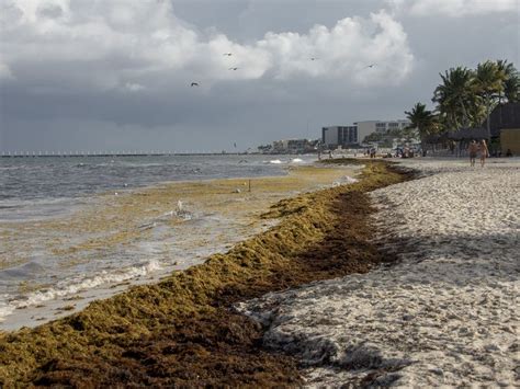 Seaweed on the Beaches of Playa del Carmen | Smithsonian Photo Contest ...