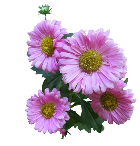 Aster Flower Purple PNG Photos | PNG All