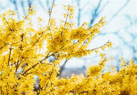 Ultimate Guide to Forsythia Flower Meaning - Petal Republic