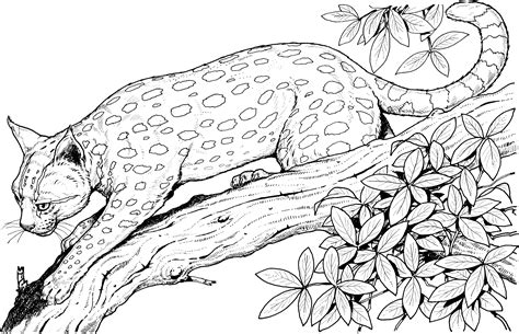 Free Cute Baby Cheetah Coloring Pages, Download Free Cute Baby Cheetah Coloring Pages png images ...