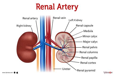 Renal Artery (Human Anatomy): Image, Functions, Diseases and Treatments