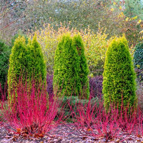 Cardinal Red Twig Dogwood | Shrubs from K. van Bourgondien