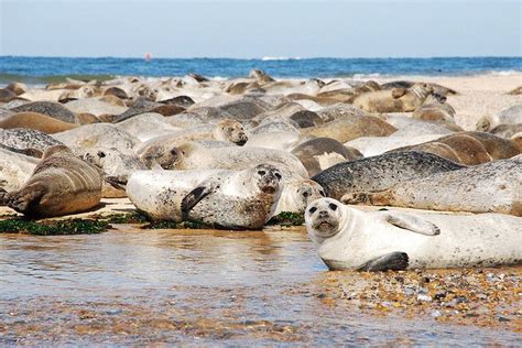 Seals, Blakeney Point | Places to visit uk, Norfolk coast, Norfolk holiday