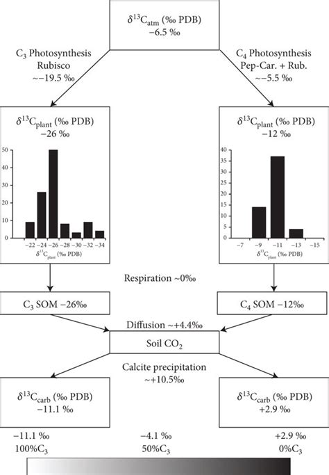 Carbon isotope interpretation framework. This figure (design modified... | Download Scientific ...