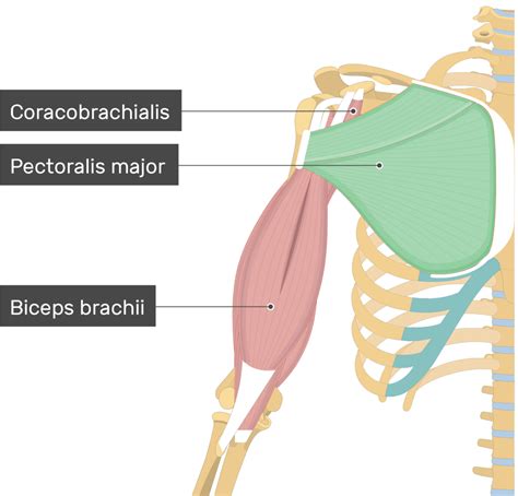 Pectoralis Major Muscle Diagram