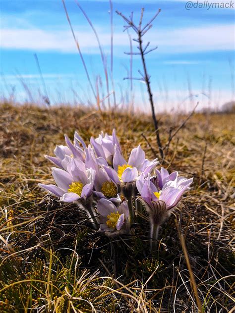 The Prairie Crocus is in full bloom out at Spruce Woods Park. Sure sign Spring has finally ...