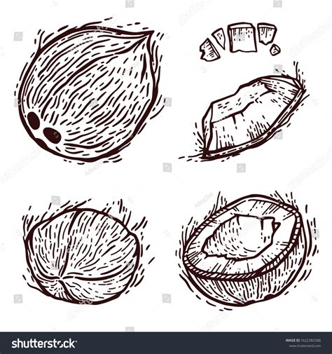 Set Coconut Half Coconut Hand Drawing Stock Vector (Royalty Free) 1622382586 | Shutterstock