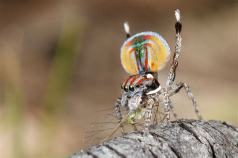 Павлиний паук (лат. Maratus volans)