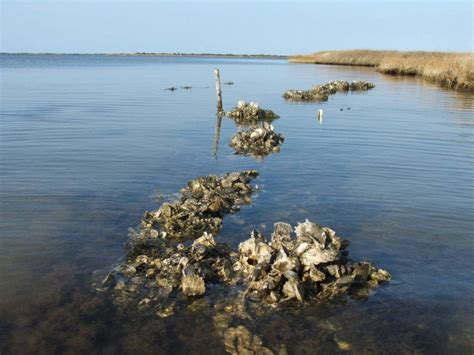 Oyster reef restoration