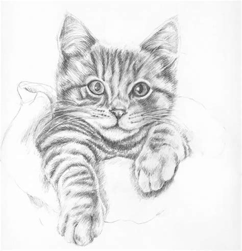 Easy Cat Drawing Ideas and Tutorials for Everyone - Beautiful Dawn Designs