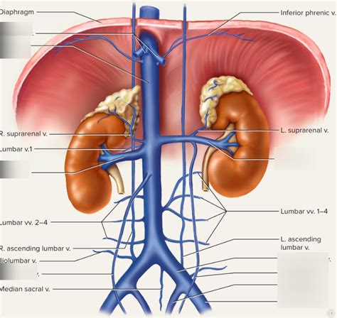 inferior vena cava Diagram | Quizlet