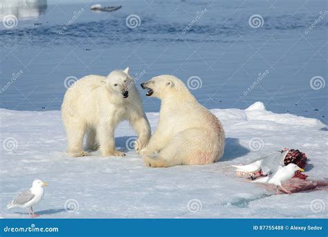 Two Polar Bear Cubs Playing Together on the Ice Stock Photo - Image of cubs, marine: 87755488