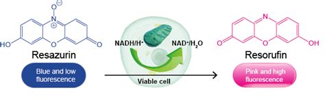 Resazurin Cell Viability Assay | Creative Bioarray