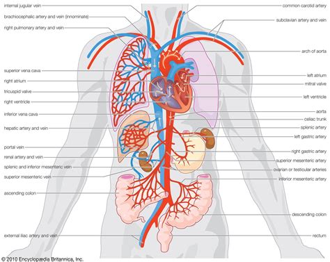 What are the topological properties of the human circulatory system as a surface? : r/math