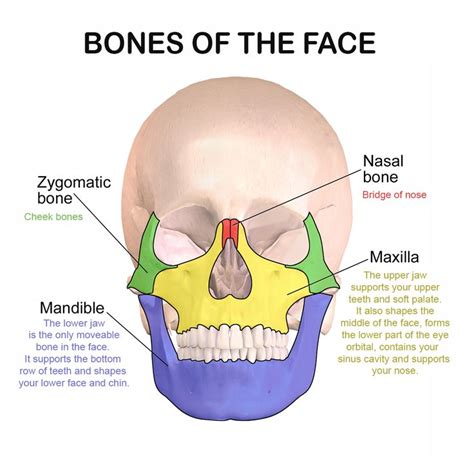 Facial bones and their function | Facial bones, Bone healing, Human body anatomy