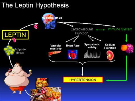 Satiety Hormone Leptin Found To Play A Direct Role In Obesity-Associated Cardiovascular Disease