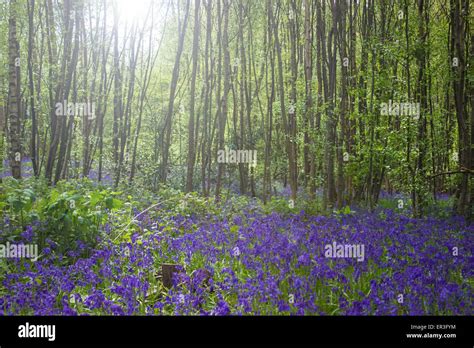 Bluebell Fields Stock Photo: 83056952 - Alamy