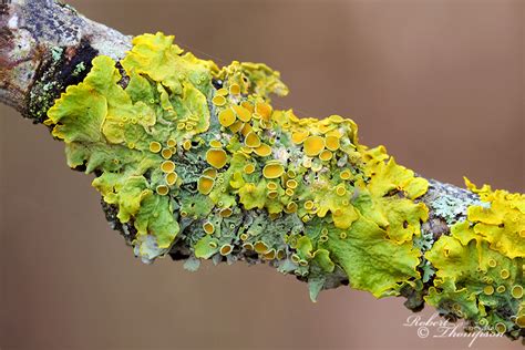 Patterns on Bark and Stone (Lichens) - Robert Thompson PhotographyRobert Thompson Photography