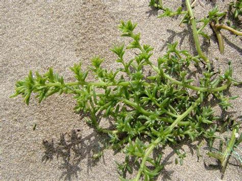 Plants of the Gobi Desert | Plants, Gobi desert, Gobi