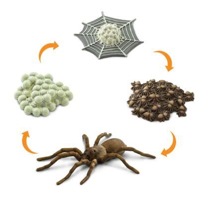 Wolf Spider Life Cycle