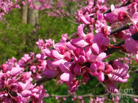 Redbud Tree Blooms Photograph by Paddy Shaffer - Fine Art America