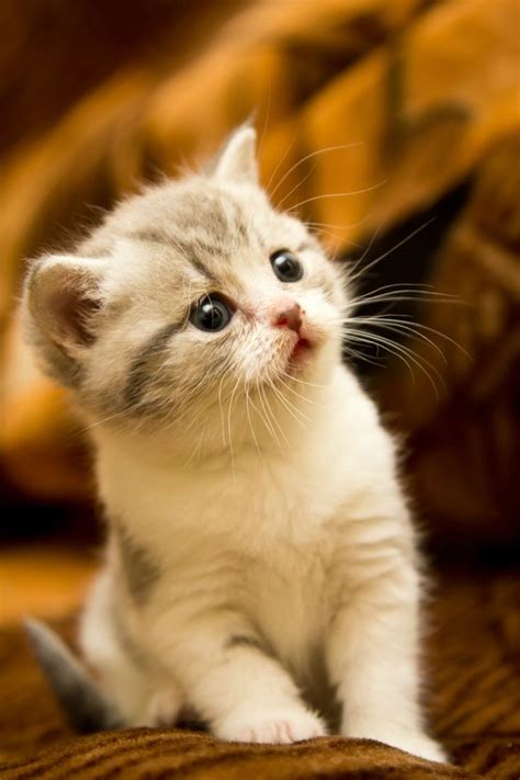 How cute is this kitten | Chats et chatons, Chat mignon, Bébé chat