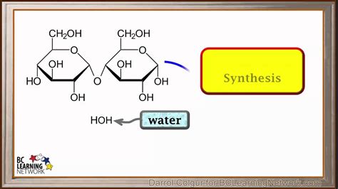 WCLN - Synthesis of Polysaccharides - Biology - YouTube