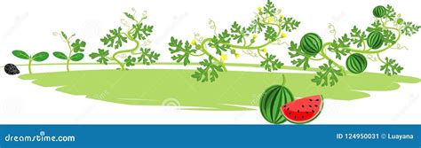 Watermelon Plant. Vector Illustration. Citrullus Lanatus. Watermelon On ...