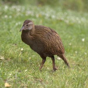 Weka - Facts, Diet, Habitat & Pictures on Animalia.bio