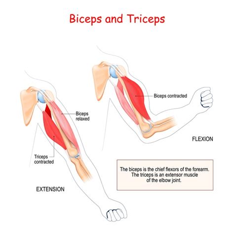 1,436 Bicep Muscle Diagram Royalty-Free Images, Stock Photos & Pictures | Shutterstock