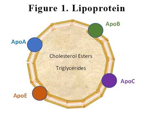 Elevated Lipoprotein a – what are the treatment options? – GP Voice