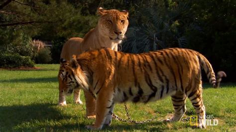 In Response to the World Largest Liger Post. Here's the Liger standing next to a full grown ...