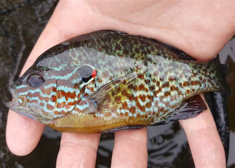 Sunfish vs Bluegill Identification Guide | Outdoor Life