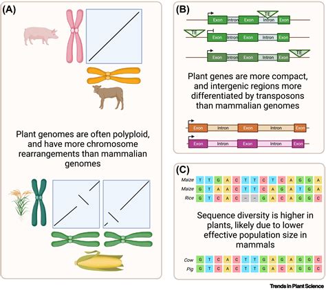 New whole-genome alignment tools are needed for tapping into plant diversity: Trends in Plant ...