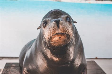 The World of Fisherman's Wharf Sea Lions • Eagle Cafe