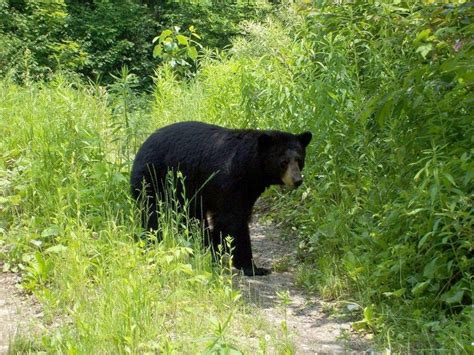 Banff bear attack, grim reminder of bear safety and awareness ...