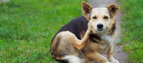 Home Remedies For Fleas Dogs - Getinfolist.com