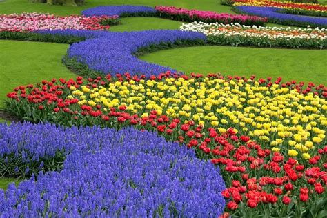 Tulip Festival at the Tulip Garden in Srinagar - All You Must Know - Skyscanner India