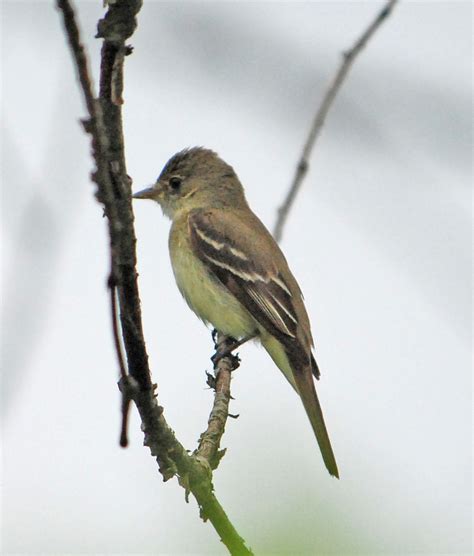 Alder Flycatcher (Kluane National Park and Reserve of Canada | Parc national et réserve de parc ...