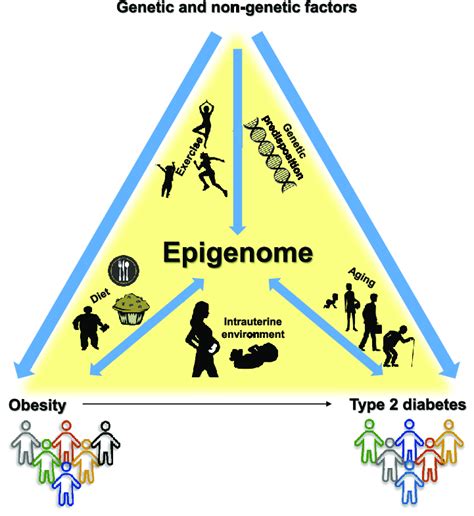 Interactions between the Environment, the Epigenome, and Obesity and... | Download Scientific ...