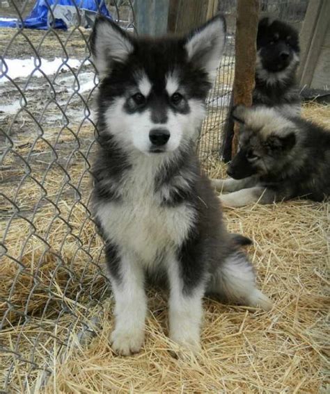 Husky Wolf Puppies | PETSIDI