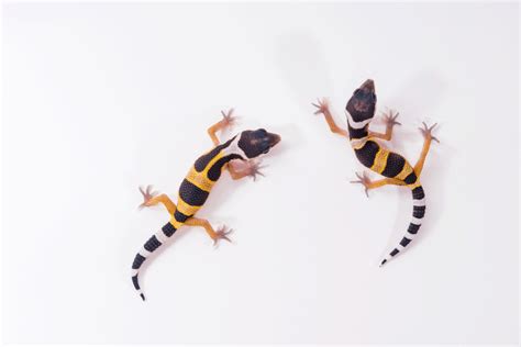 Leopard Gecko Breeding: How To Guide