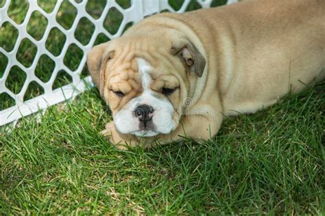 Cute Brown Wrinkled Bulldog Puppy in a Fenced Play Area Stock Image ...