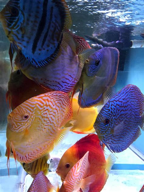 Assorted Premium Discus 10-Pack, Free Shipping Included | Discus.com