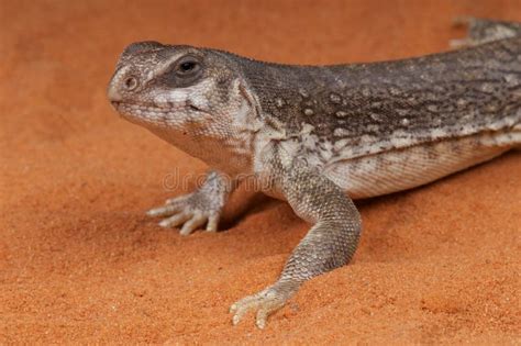 Desert Iguana stock image. Image of lizards, pets, brown - 15215617