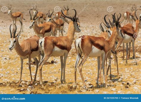 Springbok in Natural Habitat in Etosha National Park in Namibia Stock ...